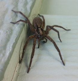 Spider Control Lewiston, Idaho Spider Control Lewiston, Idaho