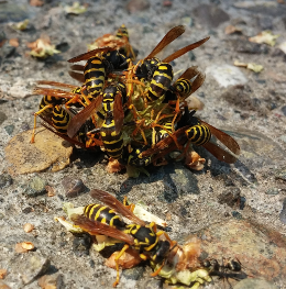 Wasp Control, Lewiston, Idaho Wasp Control