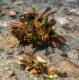 Wasp  Control